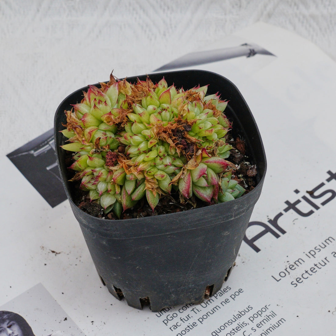4'' Echeveria Dream Queen Crested, Rare Live Succulent Plants