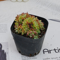 4'' Echeveria Dream Queen Crested, Rare Live Succulent Plants