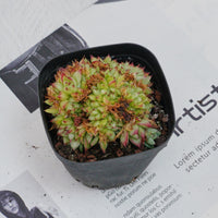 4'' Echeveria Dream Queen Crested, Rare Live Succulent Plants