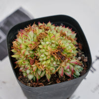 4'' Echeveria Dream Queen Crested, Rare Live Succulent Plants