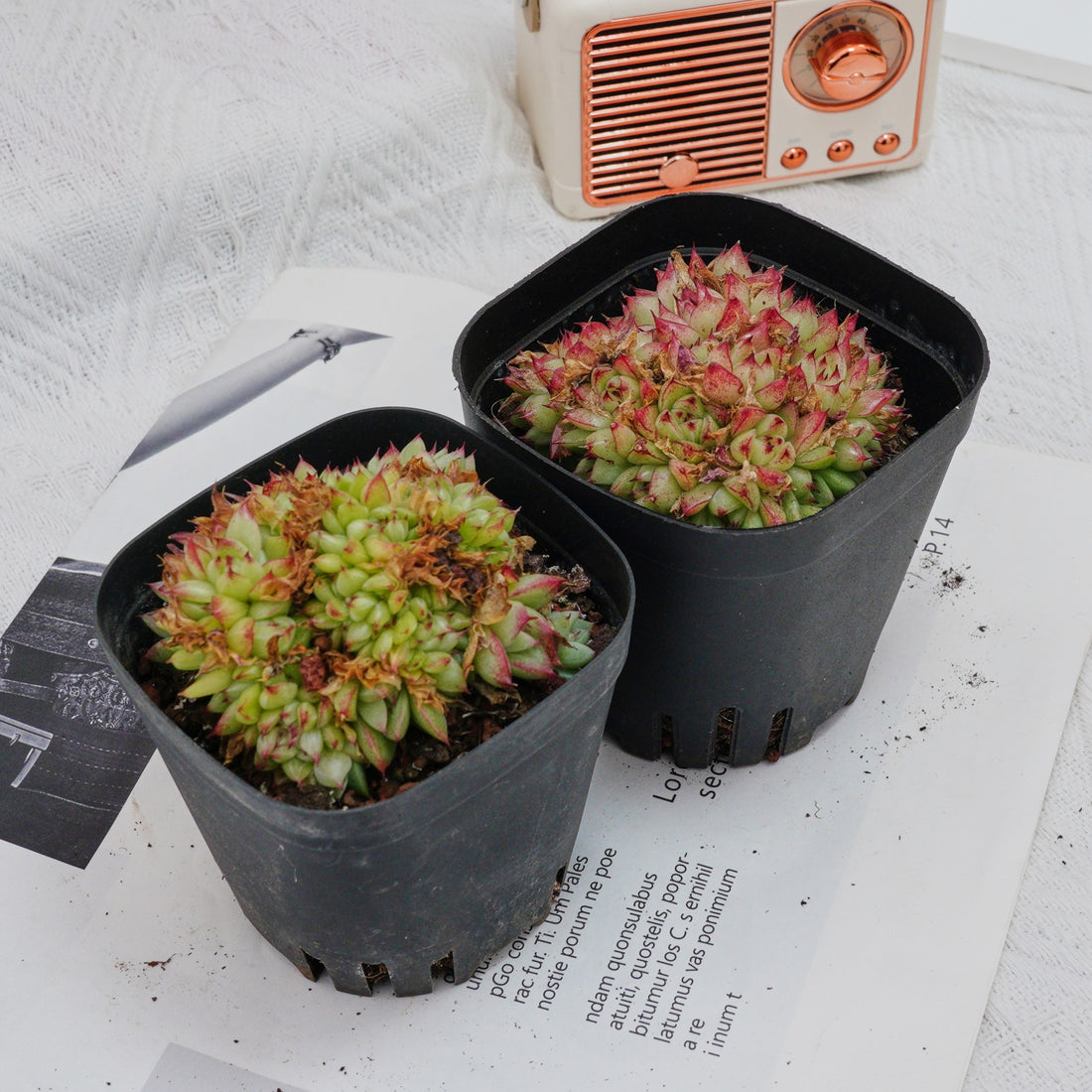 4'' Echeveria Dream Queen Crested, Rare Live Succulent Plants