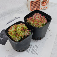 4'' Echeveria Dream Queen Crested, Rare Live Succulent Plants