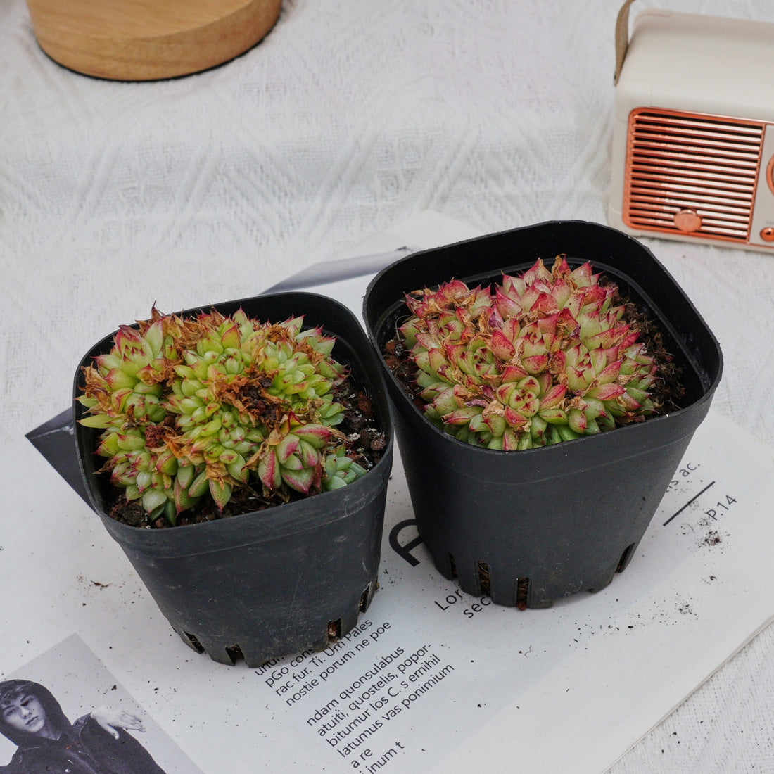 4'' Echeveria Dream Queen Crested, Rare Live Succulent Plants