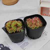 4'' Echeveria Dream Queen Crested, Rare Live Succulent Plants