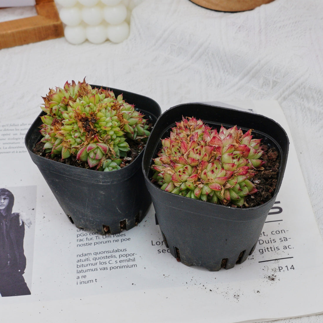 4'' Echeveria Dream Queen Crested, Rare Live Succulent Plants