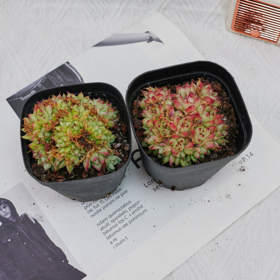 4'' Echeveria Dream Queen Crested, Rare Live Succulent Plants