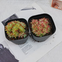 4'' Echeveria Dream Queen Crested, Rare Live Succulent Plants