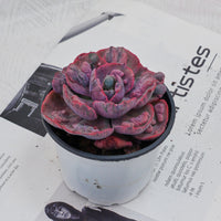 4'' Echeveria Treleasei Angel's Tear Variegated, Rare Live Succulent Plants