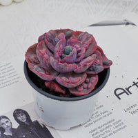 4'' Echeveria Treleasei Angel's Tear Variegated, Rare Live Succulent Plants