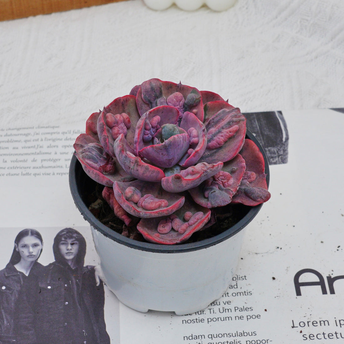 4'' Echeveria Treleasei Angel's Tear Variegated, Rare Live Succulent Plants
