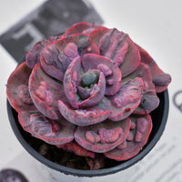 4'' Echeveria Treleasei Angel's Tear Variegated, Rare Live Succulent Plants