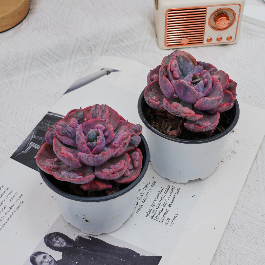 4'' Echeveria Treleasei Angel's Tear Variegated, Rare Live Succulent Plants