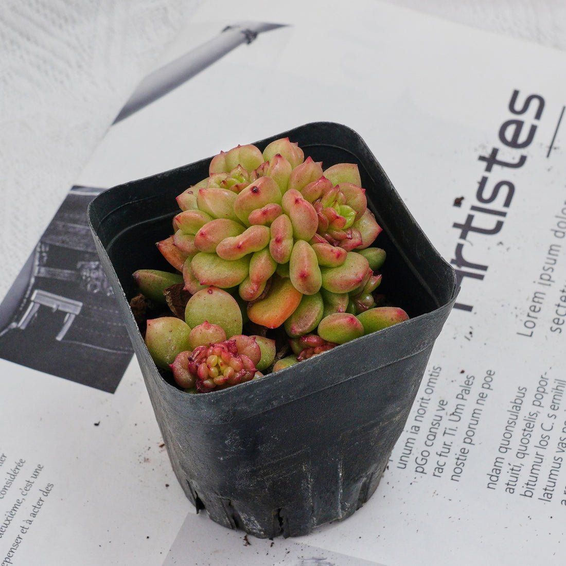 3'' Echeveria Apple Flower, Rare Live Succulent Plants