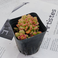 3'' Echeveria Apple Flower, Rare Live Succulent Plants
