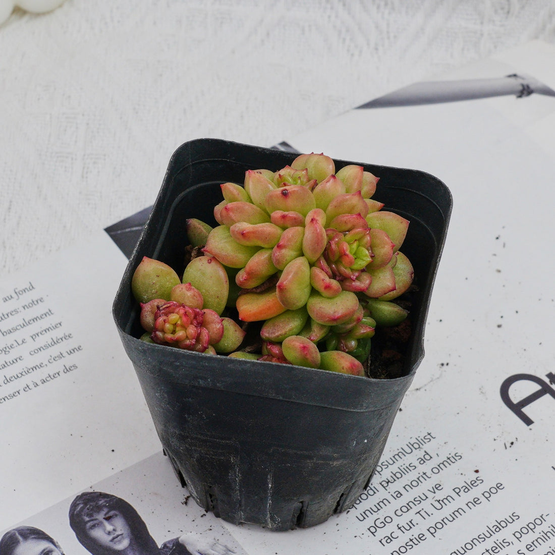 3'' Echeveria Apple Flower, Rare Live Succulent Plants
