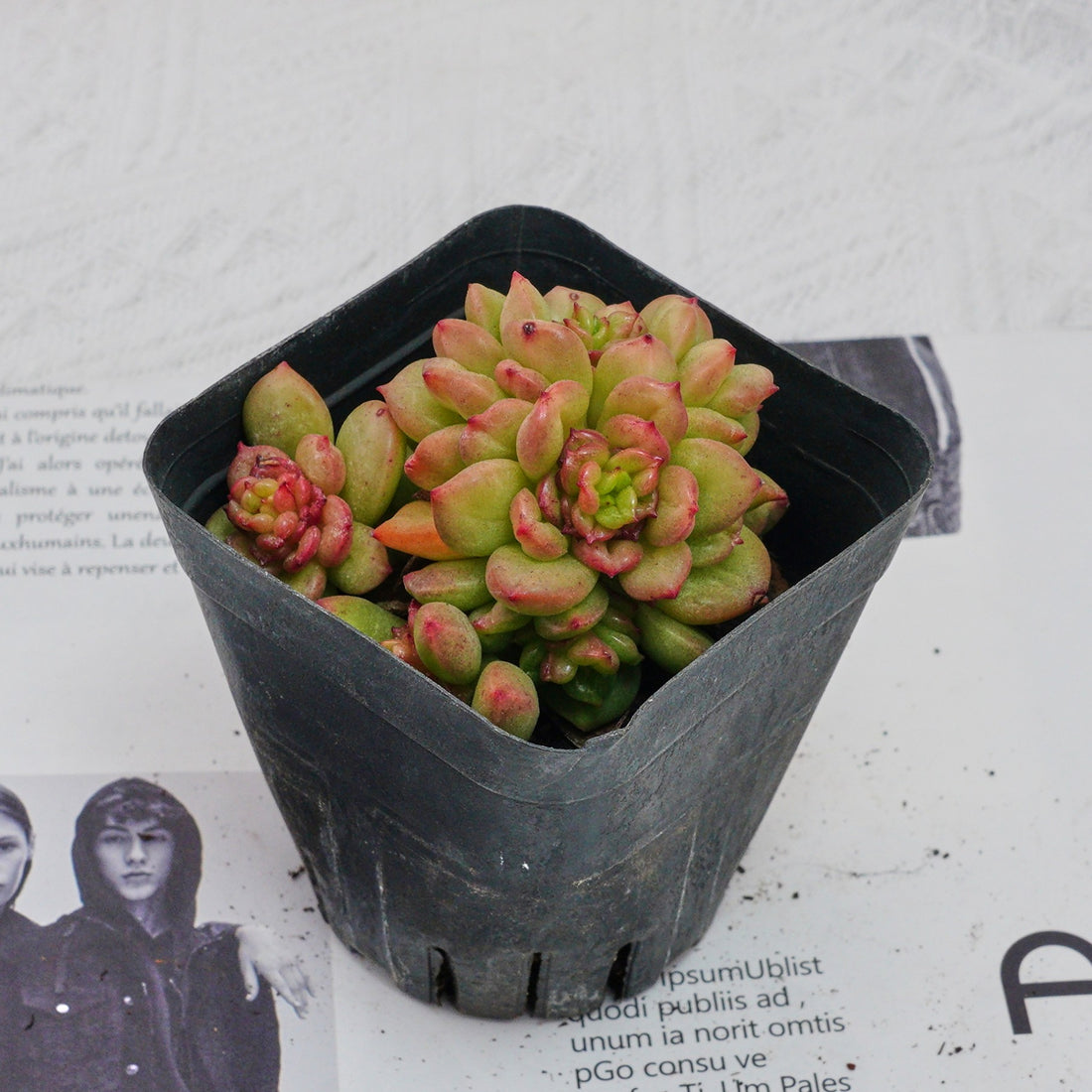3'' Echeveria Apple Flower, Rare Live Succulent Plants