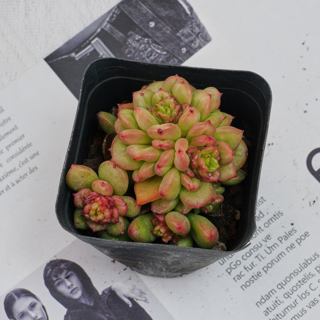 3'' Echeveria Apple Flower, Rare Live Succulent Plants