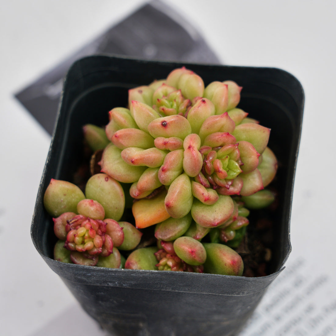 3'' Echeveria Apple Flower, Rare Live Succulent Plants