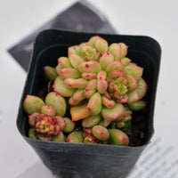 3'' Echeveria Apple Flower, Rare Live Succulent Plants