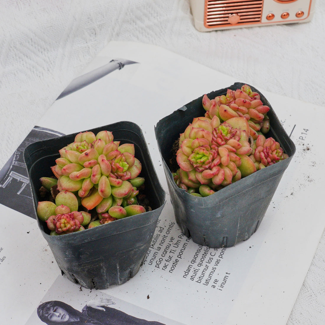 3'' Echeveria Apple Flower, Rare Live Succulent Plants