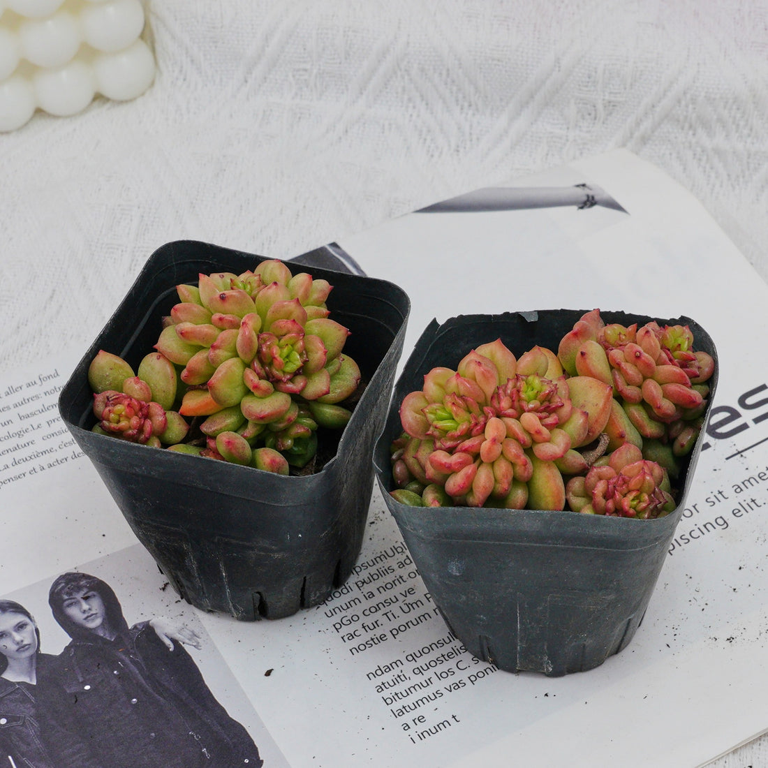 3'' Echeveria Apple Flower, Rare Live Succulent Plants