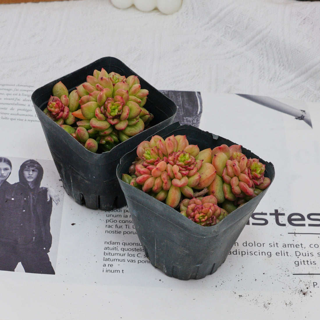 3'' Echeveria Apple Flower, Rare Live Succulent Plants