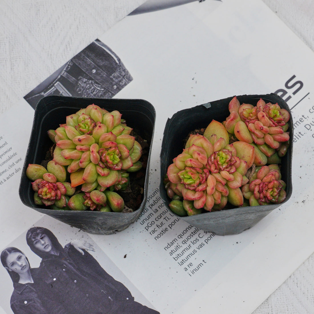 3'' Echeveria Apple Flower, Rare Live Succulent Plants