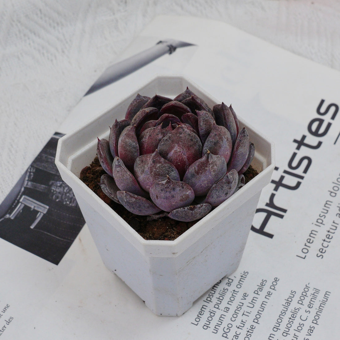 3'' Echeveria Blueberry, Rare Live Succulent Plants