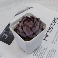 3'' Echeveria Blueberry, Rare Live Succulent Plants