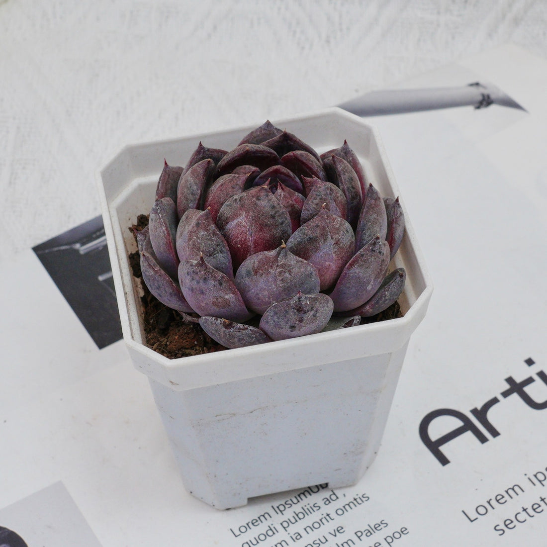 3'' Echeveria Blueberry, Rare Live Succulent Plants
