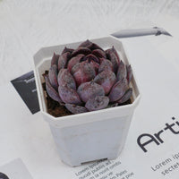 3'' Echeveria Blueberry, Rare Live Succulent Plants