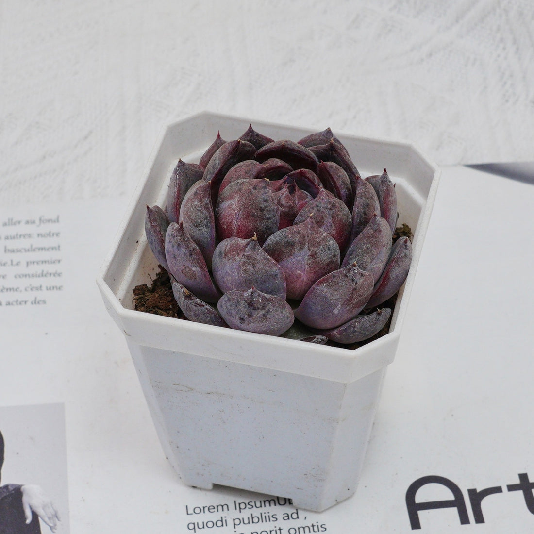 3'' Echeveria Blueberry, Rare Live Succulent Plants