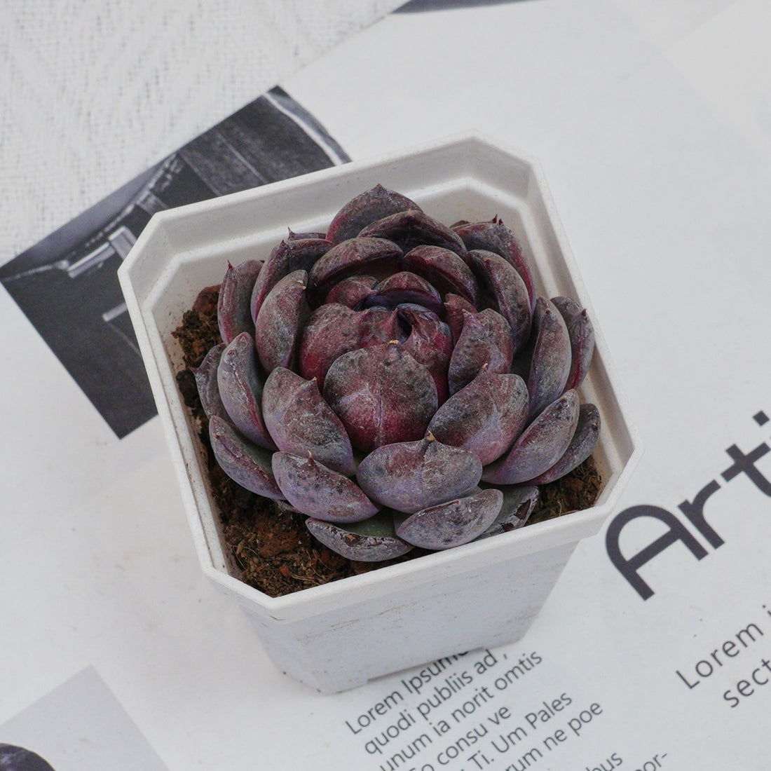 3'' Echeveria Blueberry, Rare Live Succulent Plants