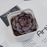 3'' Echeveria Blueberry, Rare Live Succulent Plants