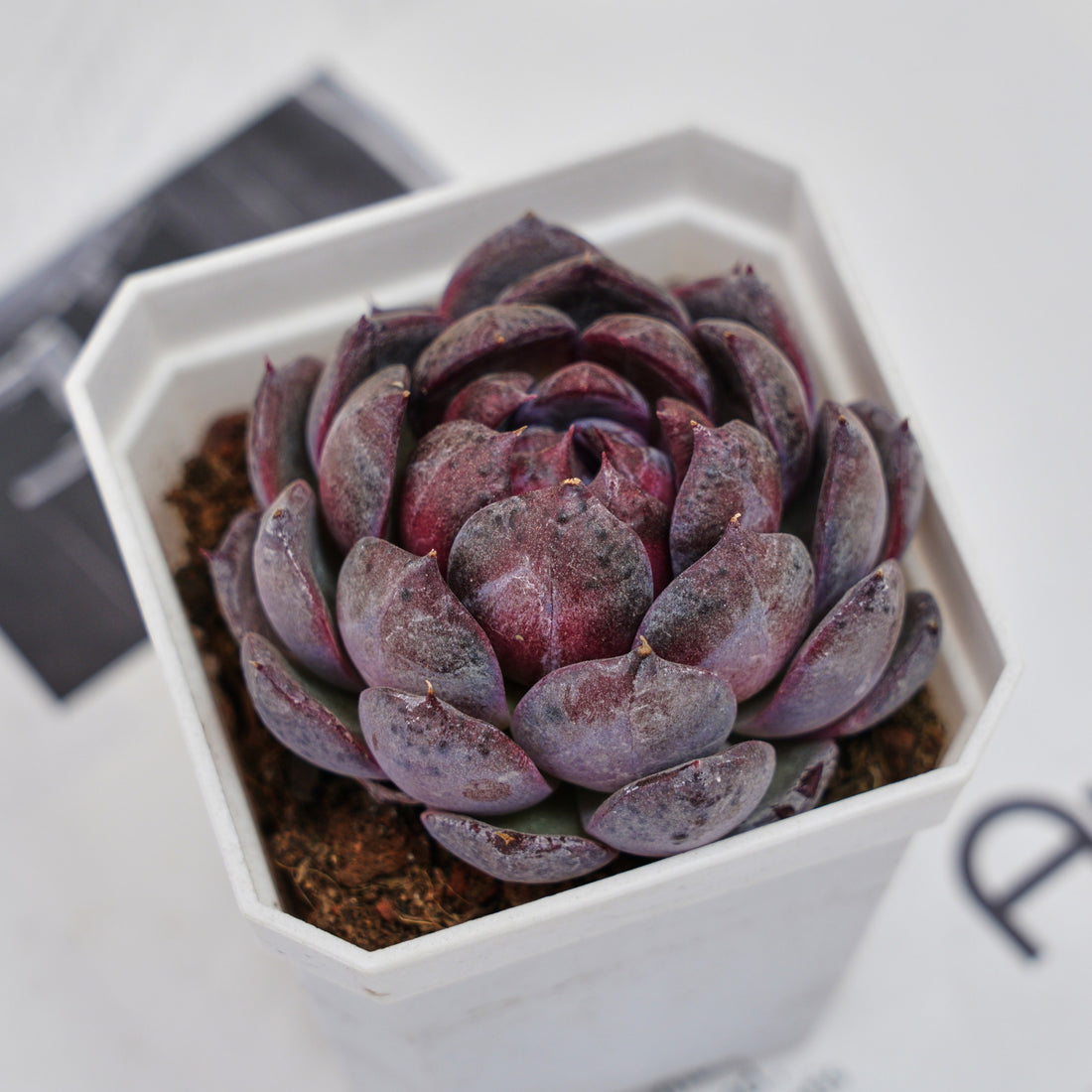 3'' Echeveria Blueberry, Rare Live Succulent Plants