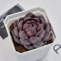 3'' Echeveria Blueberry, Rare Live Succulent Plants