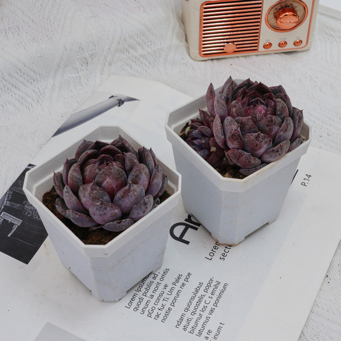 3'' Echeveria Blueberry, Rare Live Succulent Plants