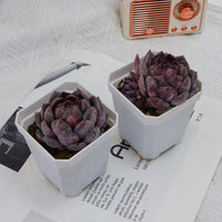 3'' Echeveria Blueberry, Rare Live Succulent Plants