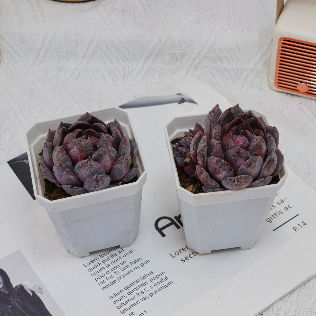 3'' Echeveria Blueberry, Rare Live Succulent Plants