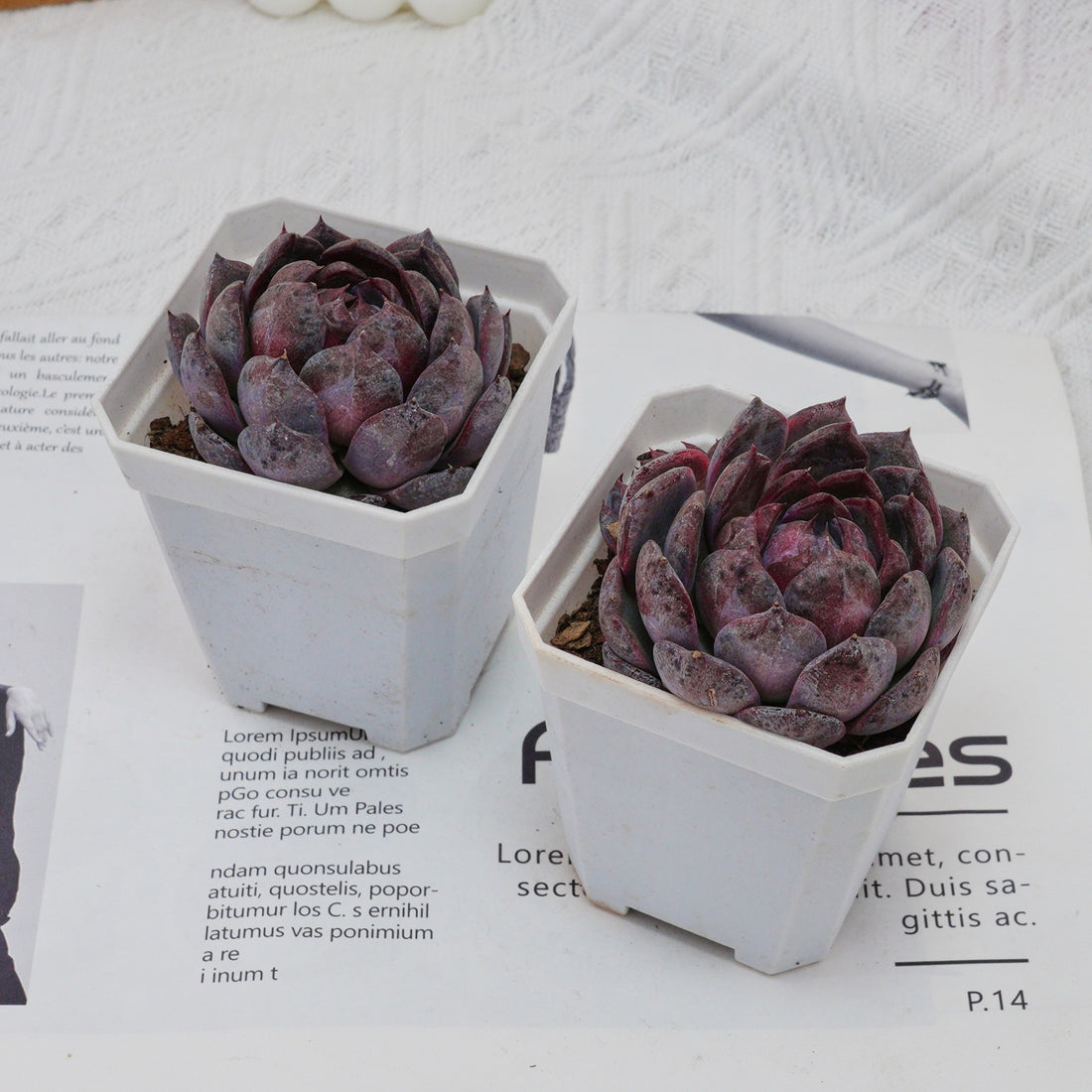 3'' Echeveria Blueberry, Rare Live Succulent Plants
