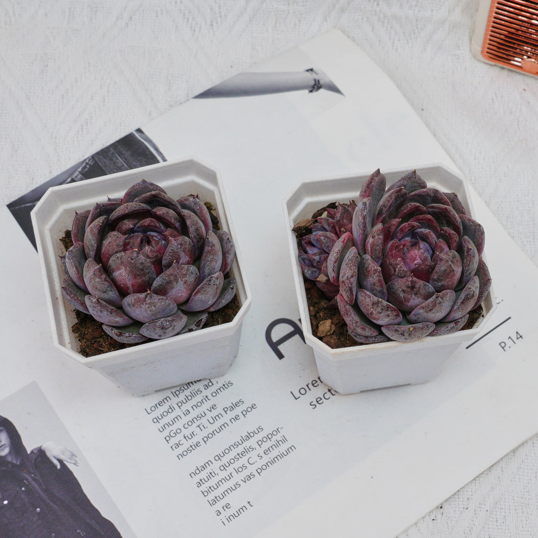 3'' Echeveria Blueberry, Rare Live Succulent Plants