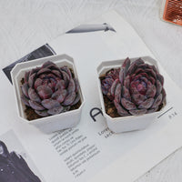 3'' Echeveria Blueberry, Rare Live Succulent Plants