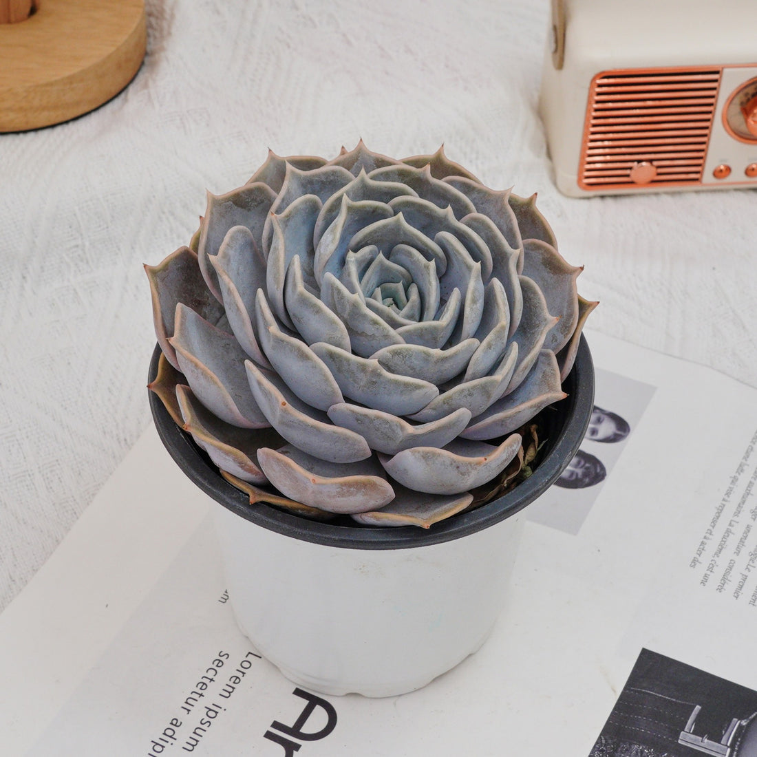 5'' Echeveria Lilacina, Rare Live Succulent Plants