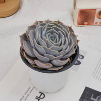 5'' Echeveria Lilacina, Rare Live Succulent Plants