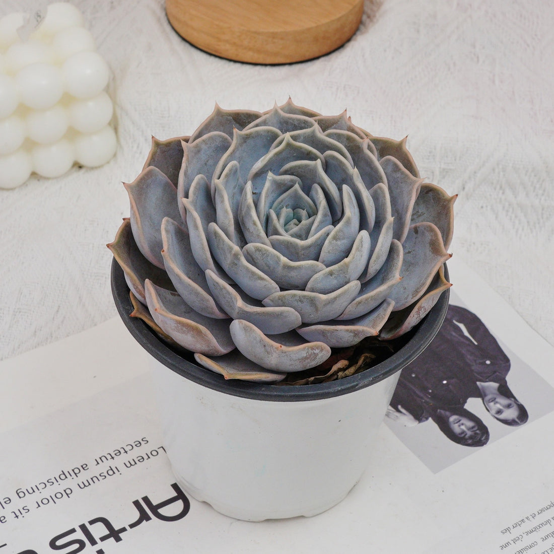 5'' Echeveria Lilacina, Rare Live Succulent Plants