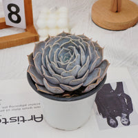5'' Echeveria Lilacina, Rare Live Succulent Plants
