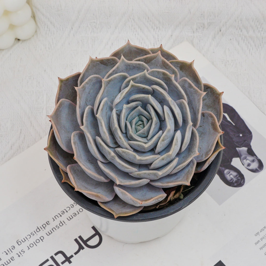 5'' Echeveria Lilacina, Rare Live Succulent Plants