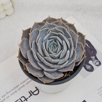 5'' Echeveria Lilacina, Rare Live Succulent Plants
