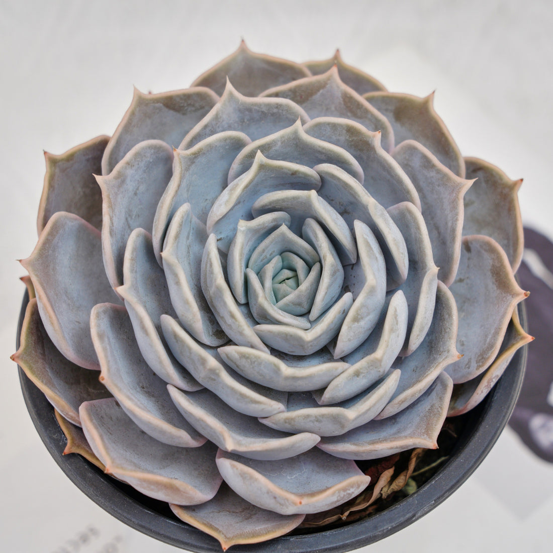 5'' Echeveria Lilacina, Rare Live Succulent Plants