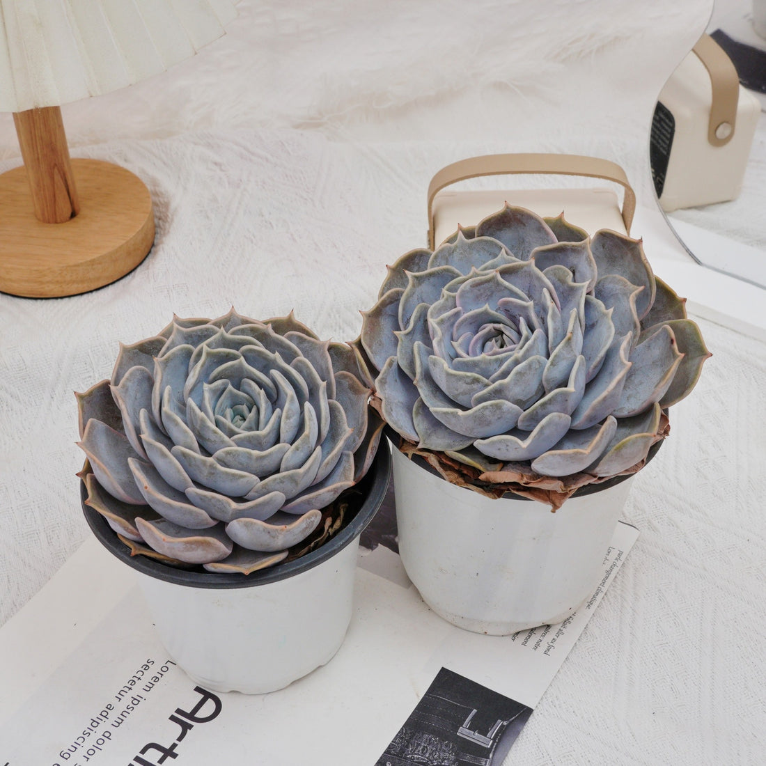 5'' Echeveria Lilacina, Rare Live Succulent Plants